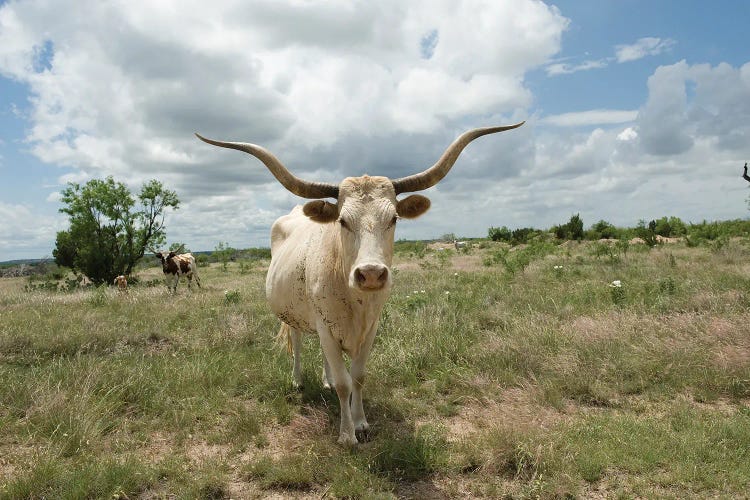 A Texas Longhorn Steer On A Texas Ranch