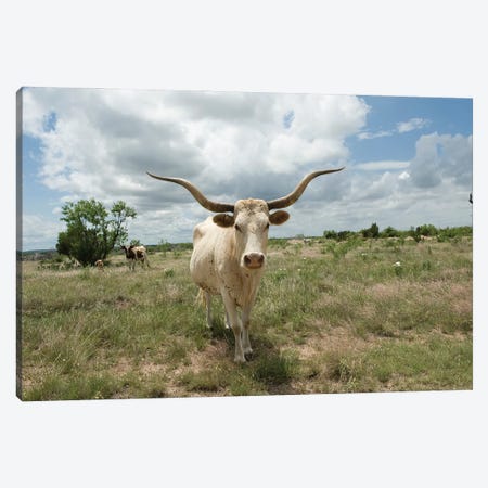 A Texas Longhorn Steer On A Texas Ranch Canvas Print #SRR188} by Joel Sartore Canvas Print