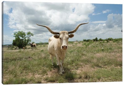 A Texas Longhorn Steer On A Texas Ranch Canvas Art Print