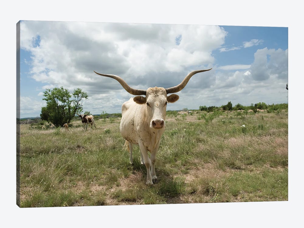 A Texas Longhorn Steer On A Texas Ranch by Joel Sartore 1-piece Canvas Print