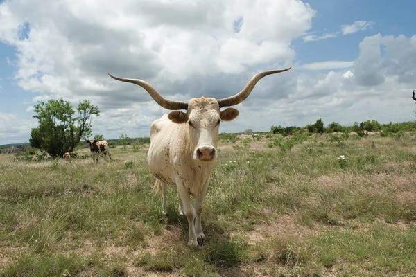 Joel Sartore: A Texas Longhorn Steer On A Texas Ranch by Joel Sartore