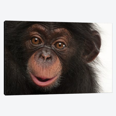 A Three-Month-Old Baby Chimpanzee Named Ruben At Tampa's Lowry Park Zoo I Canvas Print #SRR189} by Joel Sartore Art Print