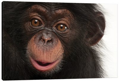 A Three-Month-Old Baby Chimpanzee Named Ruben At Tampa's Lowry Park Zoo I Canvas Art Print - Chimpanzee Art