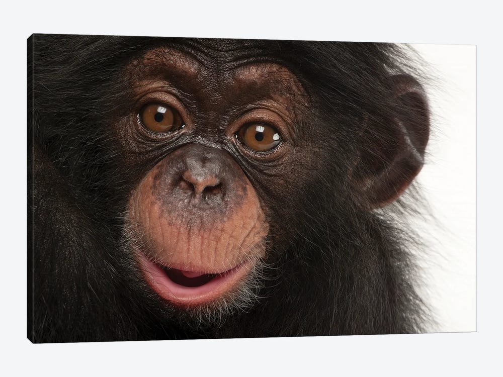 A Three-Month-Old Baby Chimpanzee Named Ruben At Tampa's Lowry Park Zoo I by Joel Sartore 1-piece Canvas Artwork