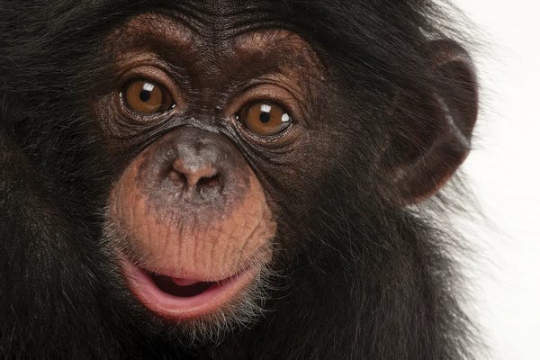 Chimpanzees: A Baby Chimpanzee Named Ruben I At Tampa's Lowry Park Zoo by Joel Sartore