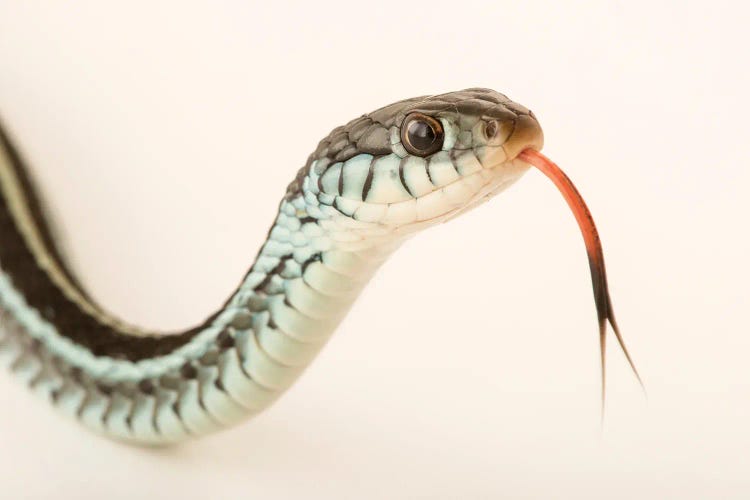 A Bluestripe Garter Snake In Gainesville, Florida