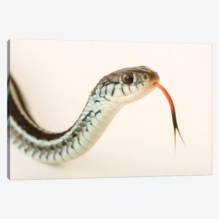 A Bluestripe Garter Snake In Gainesville, Florida Canvas Print #SRR18} by Joel Sartore Canvas Wall Art