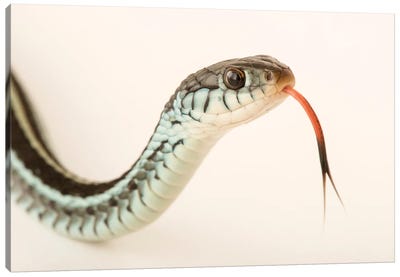 A Bluestripe Garter Snake In Gainesville, Florida Canvas Art Print - Snake Art