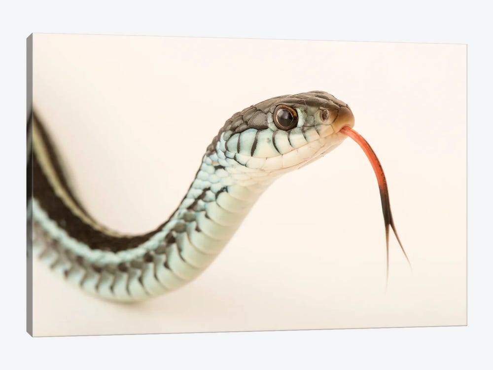 A Bluestripe Garter Snake In Gainesville, Florida by Joel Sartore 1-piece Canvas Art Print