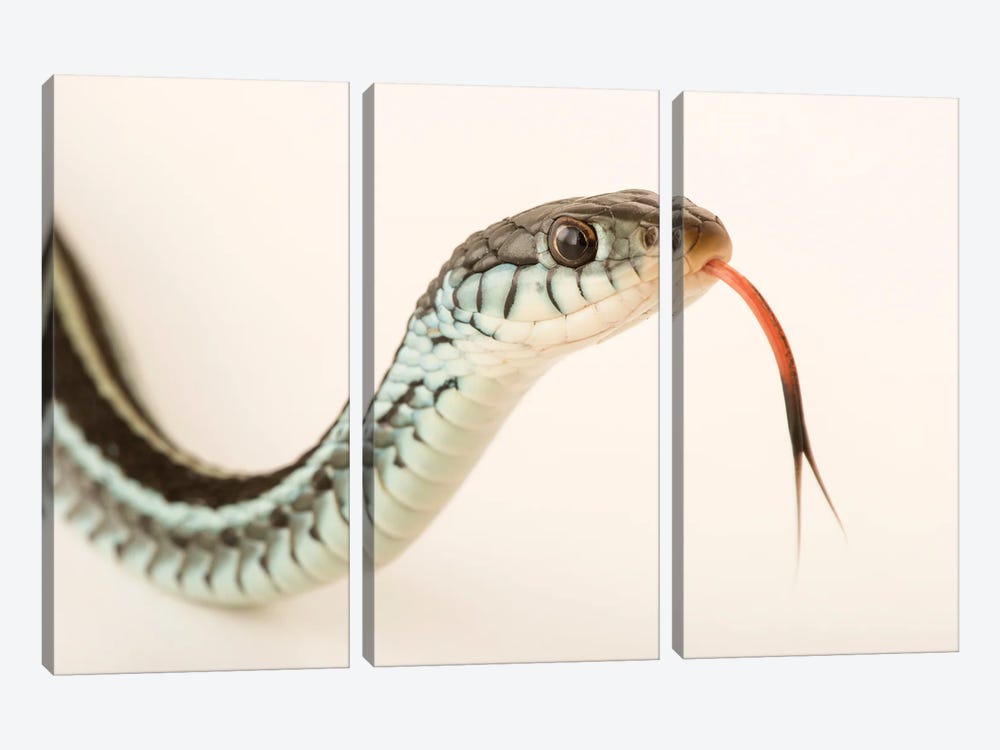 A Bluestripe Garter Snake In Gainesville, Florida by Joel Sartore 3-piece Canvas Print