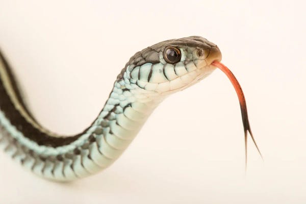 Minimalist Wildlife Photography: A Bluestripe Garter Snake In Gainesville, Florida by Joel Sartore