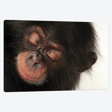 A Three-Month-Old Baby Chimpanzee Named Ruben At Tampa's Lowry Park Zoo II Canvas Print #SRR190} by Joel Sartore Canvas Wall Art