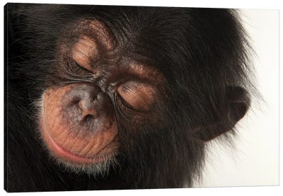 A Three-Month-Old Baby Chimpanzee Named Ruben At Tampa's Lowry Park Zoo II Canvas Art Print - Chimpanzee Art