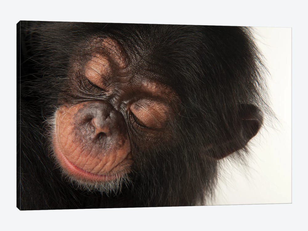 A Three-Month-Old Baby Chimpanzee Named Ruben At Tampa's Lowry Park Zoo II by Joel Sartore 1-piece Canvas Artwork