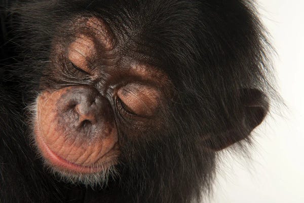 Chimpanzees: A Baby Chimpanzee Named Ruben II At Tampa's Lowry Park Zoo by Joel Sartore
