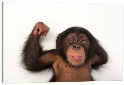 A Three-Month-Old Baby Chimpanzee Named Ruben At Tampa's Lowry Park Zoo III Canvas Art Print - Joel Sartore
