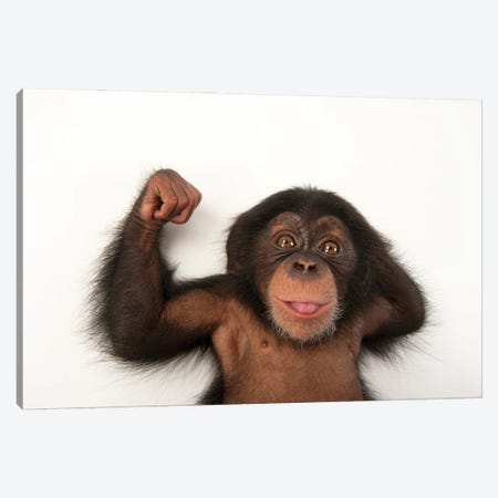 A Three-Month-Old Baby Chimpanzee Named Ruben At Tampa's Lowry Park Zoo III Canvas Print #SRR191} by Joel Sartore Canvas Art