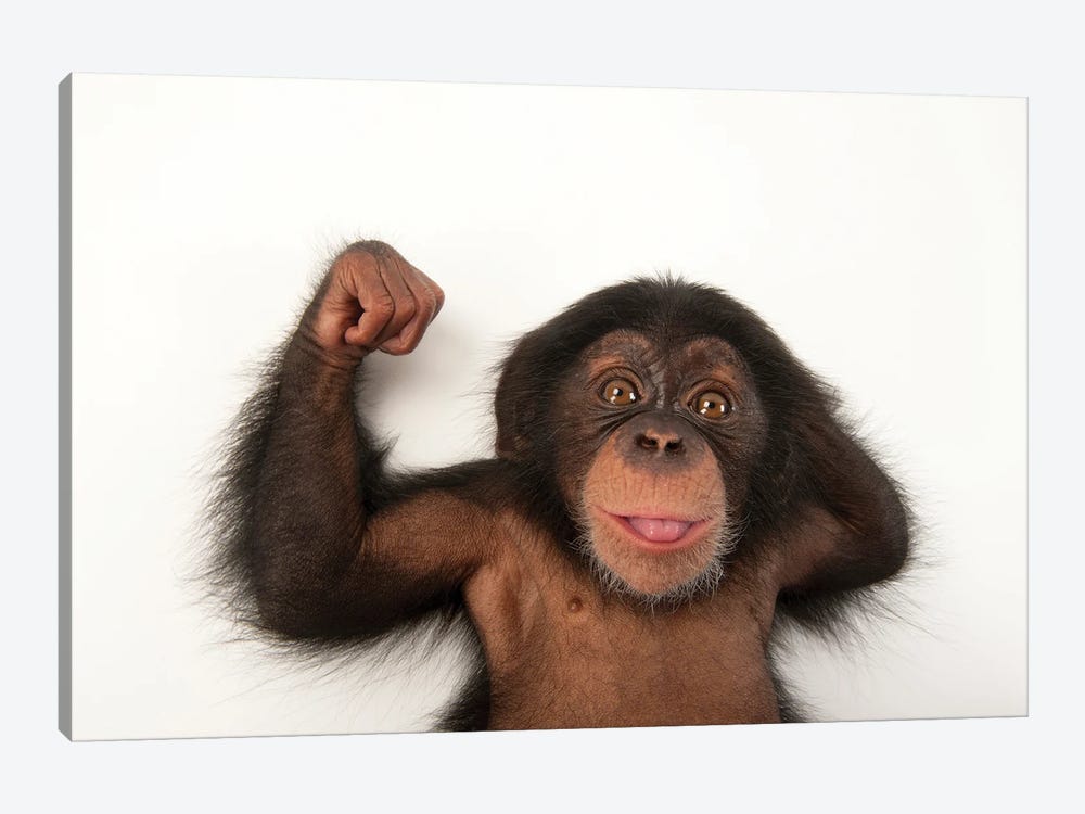 A Three-Month-Old Baby Chimpanzee Named Ruben At Tampa's Lowry Park Zoo III by Joel Sartore 1-piece Canvas Art Print