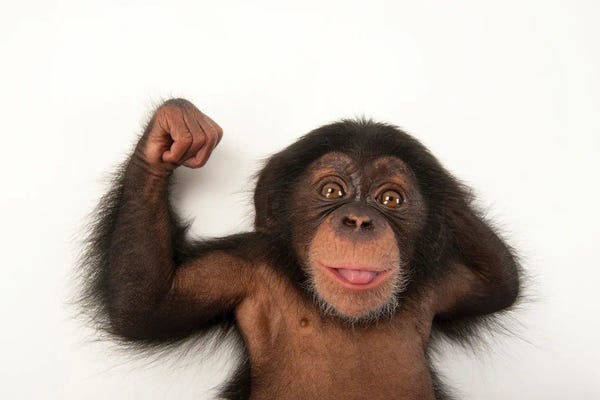 Chimpanzees: A Baby Chimpanzee Named Ruben III At Tampa's Lowry Park Zoo by Joel Sartore