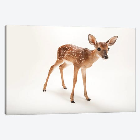 A Three-Week-Old White-Tailed Deer Fawn At The Gladys Porter Zoo I Canvas Print #SRR192} by Joel Sartore Canvas Wall Art