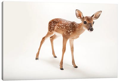 A Three-Week-Old White-Tailed Deer Fawn At The Gladys Porter Zoo I Canvas Art Print - Joel Sartore
