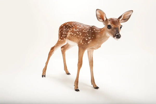 Joel Sartore: AWhite-Tailed Deer Fawn I At The Gladys Porter Zoo by Joel Sartore