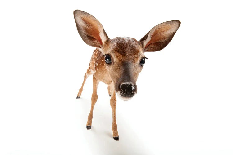 A Three-Week-Old White-Tailed Deer Fawn At The Gladys Porter Zoo II