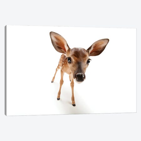 A Three-Week-Old White-Tailed Deer Fawn At The Gladys Porter Zoo II Canvas Print #SRR193} by Joel Sartore Canvas Artwork