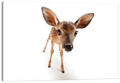 A Three-Week-Old White-Tailed Deer Fawn At The Gladys Porter Zoo II Canvas Art Print - Joel Sartore