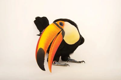 A Toco Toucan At Omaha's Henry Doorly Zoo And Aquarium by Joel Sartore art print