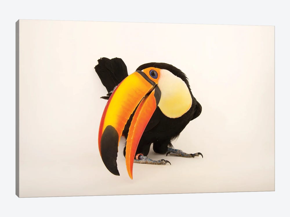 A Toco Toucan At Omaha's Henry Doorly Zoo And Aquarium by Joel Sartore 1-piece Canvas Art Print