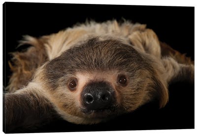 A Two-Toed Sloth At The Lincoln Children's Zoo Canvas Art Print - Sloth Art