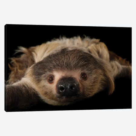 A Two-Toed Sloth At The Lincoln Children's Zoo Canvas Print #SRR196} by Joel Sartore Art Print