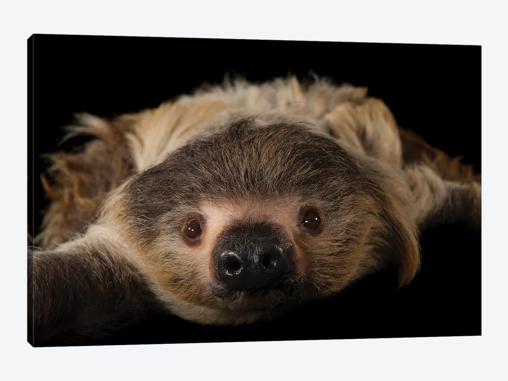 A Two-Toed Sloth At The Lincoln Children's Zoo by Joel Sartore 1-piece Canvas Wall Art