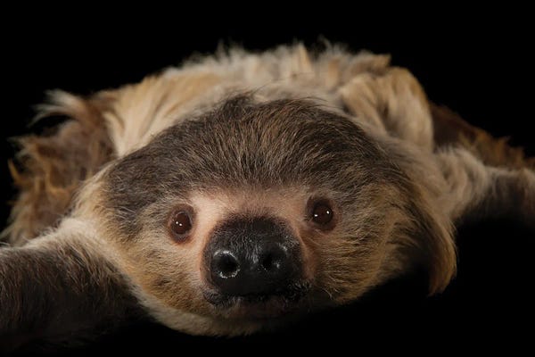 Joel Sartore: A Two-Toed Sloth At The Lincoln Children's Zoo by Joel Sartore