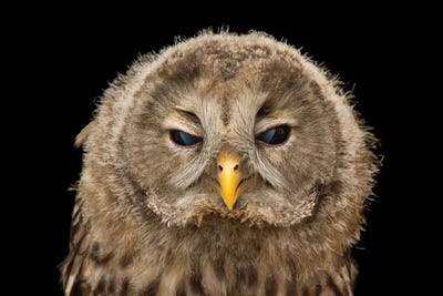 A Ural Owl From The Plzen Zoo In The Czech Republic by Joel Sartore art print