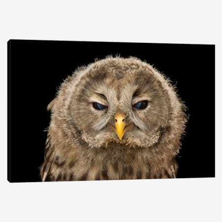 A Ural Owl From The Plzen Zoo In The Czech Republic Canvas Print #SRR197} by Joel Sartore Canvas Art Print