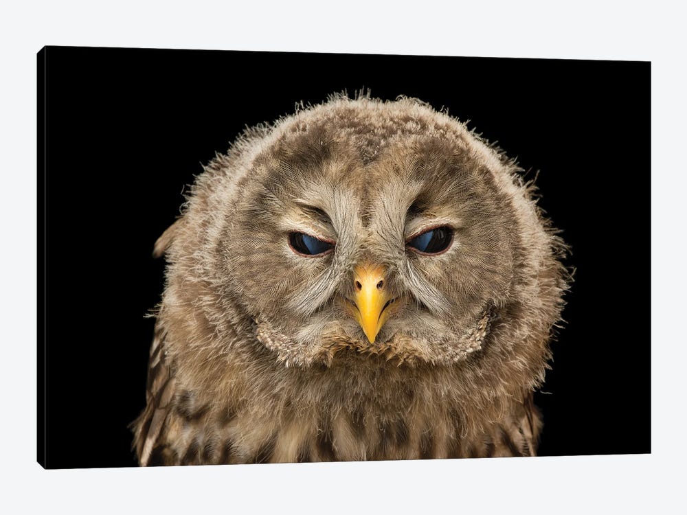 A Ural Owl From The Plzen Zoo In The Czech Republic by Joel Sartore 1-piece Art Print