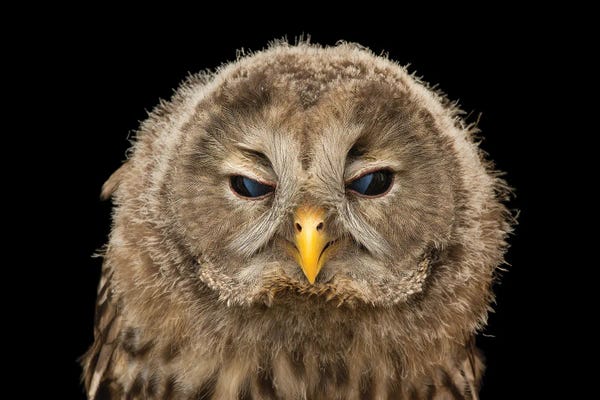Joel Sartore: A Ural Owl From The Plzen Zoo In The Czech Republic by Joel Sartore