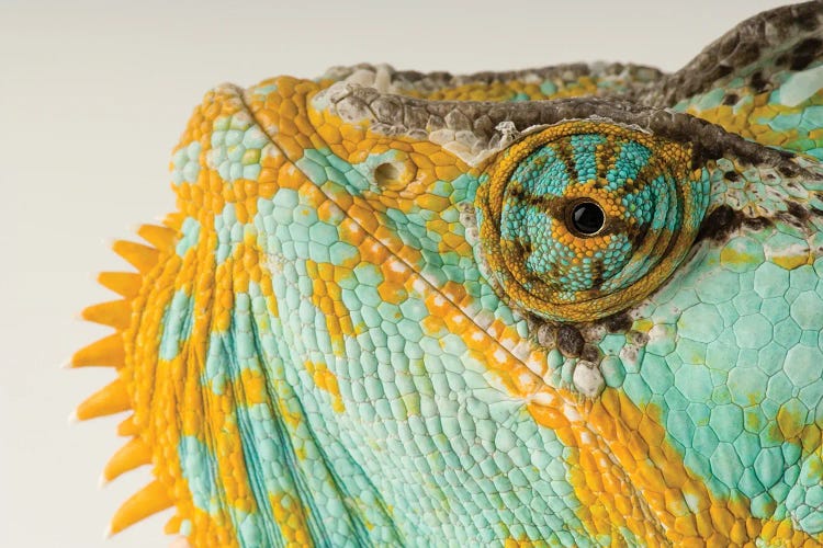 A Veiled Chameleon At Rolling Hills Wildlife Adventure