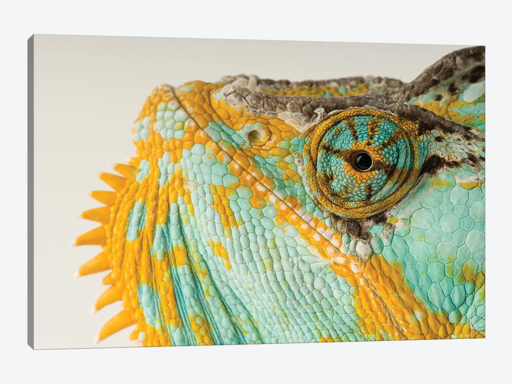A Veiled Chameleon At Rolling Hills Wildlife Adventure by Joel Sartore 1-piece Canvas Art