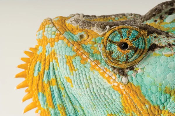 Minimalist Wildlife Photography: A Veiled Chameleon At Rolling Hills Wildlife Adventure by Joel Sartore