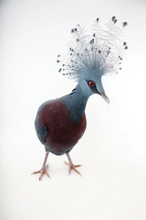 A Victoria Crowned Pigeon At Sylvan Heights Bird Park This Species Is Listed As Vulnerable By Iucn by Joel Sartore wall art