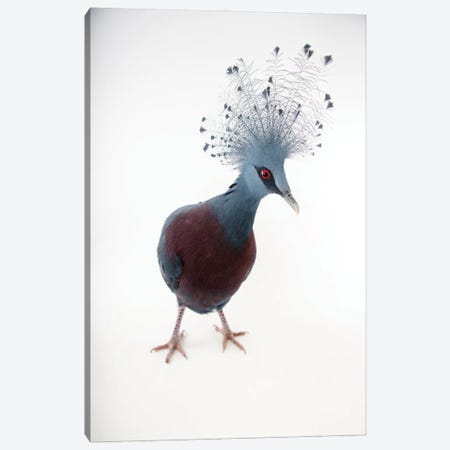 A Victoria Crowned Pigeon At Sylvan Heights Bird Park This Species Is Listed As Vulnerable By Iucn Canvas Print #SRR199} by Joel Sartore Canvas Art