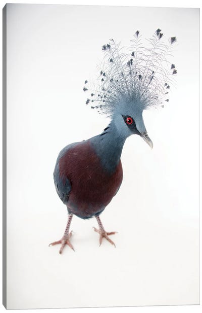 A Victoria Crowned Pigeon At Sylvan Heights Bird Park This Species Is Listed As Vulnerable By Iucn Canvas Art Print - Joel Sartore