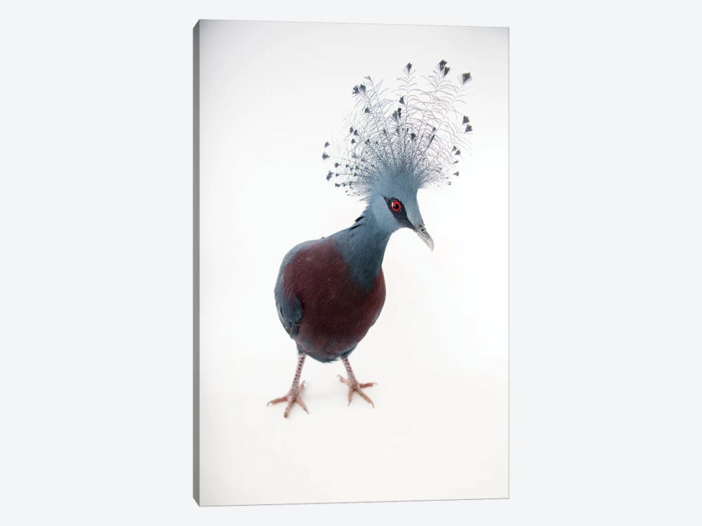 A Victoria Crowned Pigeon At Sylvan Heights Bird Park This Species Is Listed As Vulnerable By Iucn by Joel Sartore 1-piece Canvas Art Print
