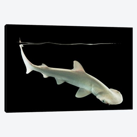 A Bonnethead Shark Or Shovelhead At Shark Reef Aquarium Canvas Print #SRR19} by Joel Sartore Canvas Wall Art
