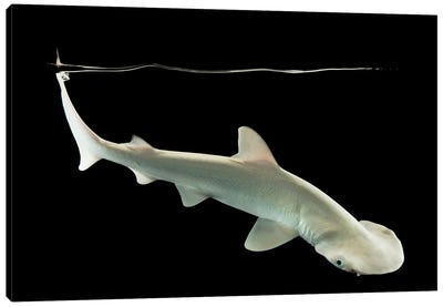 A Bonnethead Shark Or Shovelhead At Shark Reef Aquarium Canvas Art Print - Joel Sartore