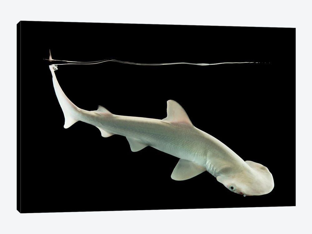 A Bonnethead Shark Or Shovelhead At Shark Reef Aquarium by Joel Sartore 1-piece Canvas Art