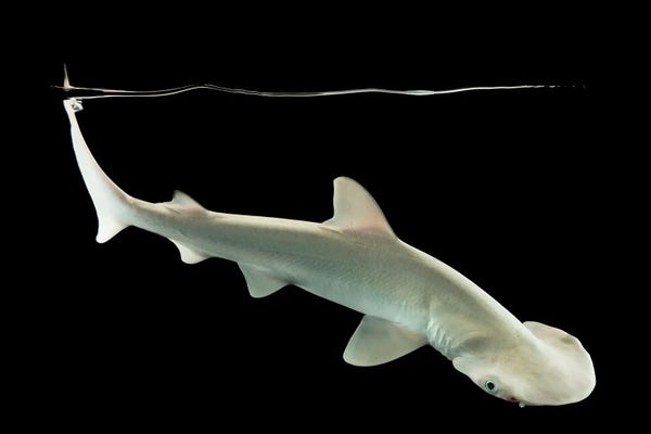 Sharks: A Bonnethead Shark Or Shovelhead At Shark Reef Aquarium by Joel Sartore